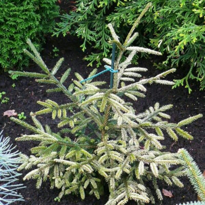 Picea orientalis 'Silver Seedling'