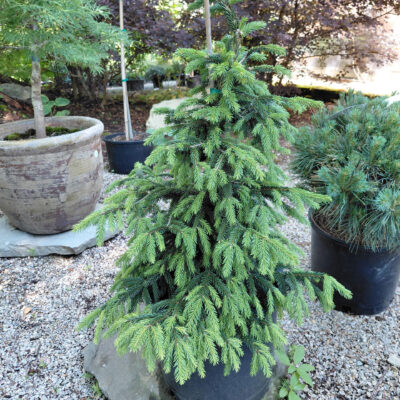 Picea orientalis 'Lemon Spreader'