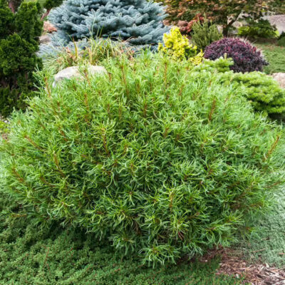 Pinus strobus 'Mini Twists'