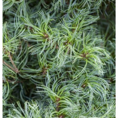 Pinus strobus 'Tiny Kurls'