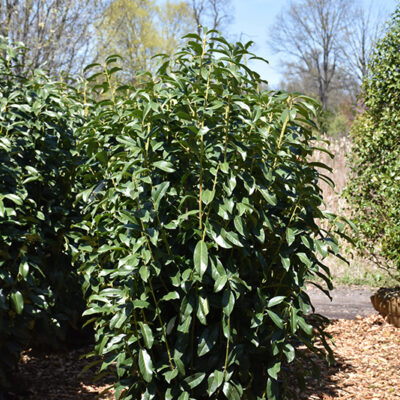 Prunus laurocerasus 'Mariblon' (Skinny Skip®)