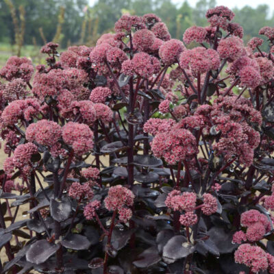 Sedum 'Night Embers'