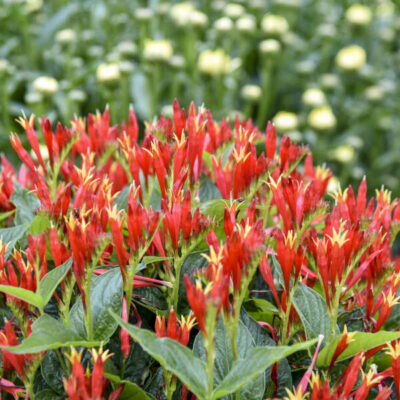 Spigelia marilandica 'Ragin Cajun'