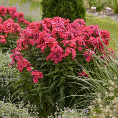 Phlox paniculata Luminary® 'Sunset Coral'