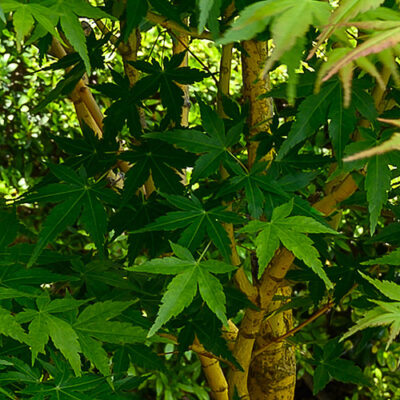 Acer palmatum 'Yellow Princess'
