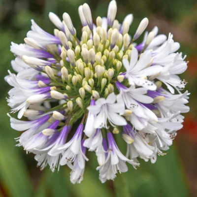 Agapanthus 'MDB001' (Ever Twilight™)