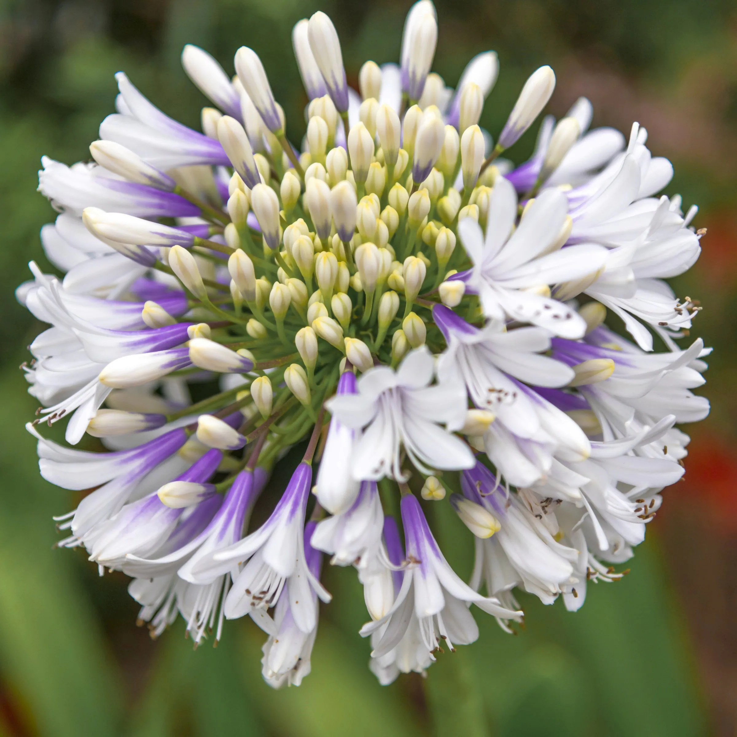 Agapanthus 'MDB001' (Ever Twilight™)