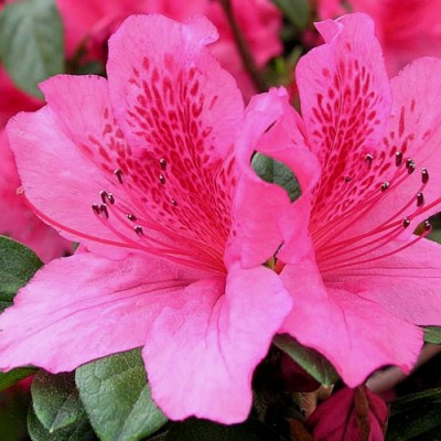 Azalea 'Pride of Mobile'