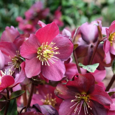 Helleborus Ice N' Roses® Red