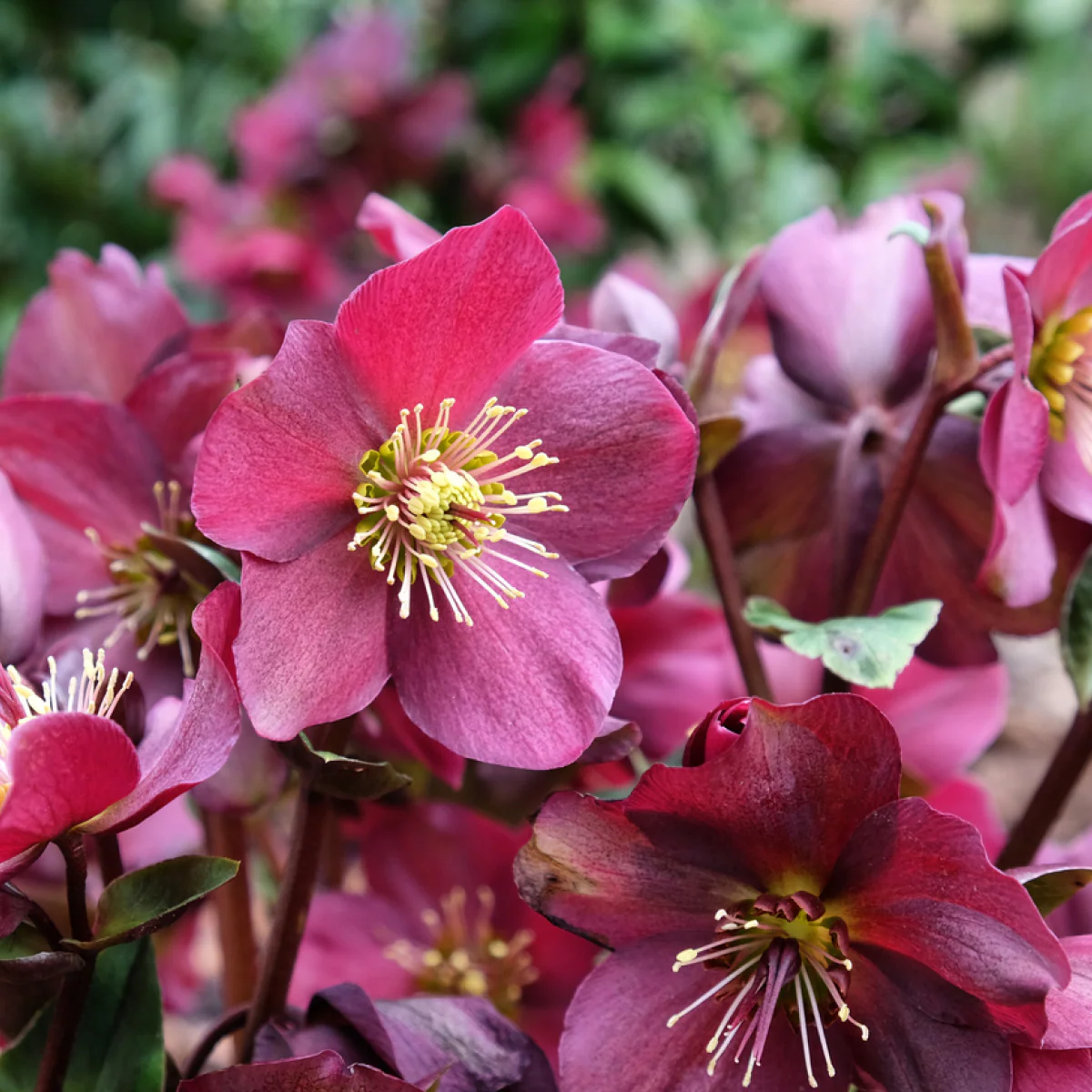 Helleborus Ice N' Roses® Red