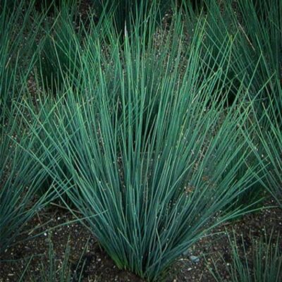 Juncus 'Blue Dart'
