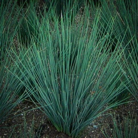 Juncus 'Blue Dart' - Kiefer Nursery: Trees, Shrubs, Perennials
