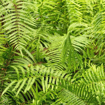 Thelypteris kunthii