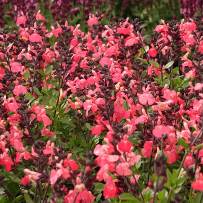 Salvia greggii Mirage™ Salmon