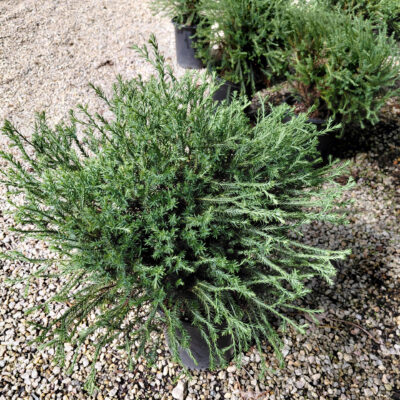 Thuja occidentalis 'Congabe' (Fire Chief™)