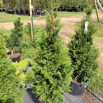 Thuja standishii x plicata 'Leprechaun'