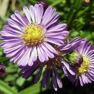 Aster tataricus 'Jindai'