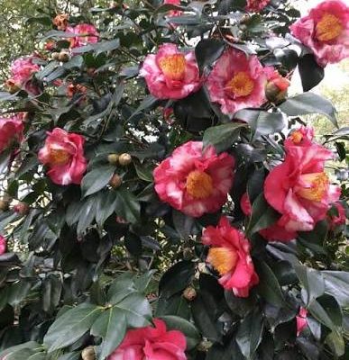 Camellia japonica 'Daikagura'