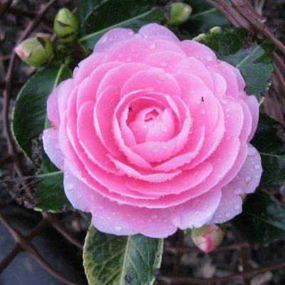 Camellia x williamsii 'EG Waterhouse'