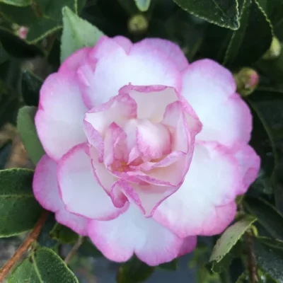 Camellia sasanqua 'Moonshadow'