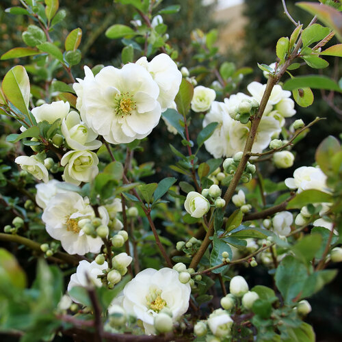 Chaenomeles speciosa 'SNMCSDW' (Double Take Eternal White Quince®)
