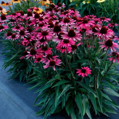 Echinacea purpurea 'TNECHDSW' (Dark Shadows™ Wicked)