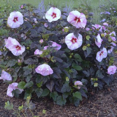 Hibiscus Summerific® Perfect Storm