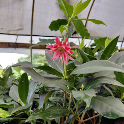 Illicium floridanum 'Laura Murphy'