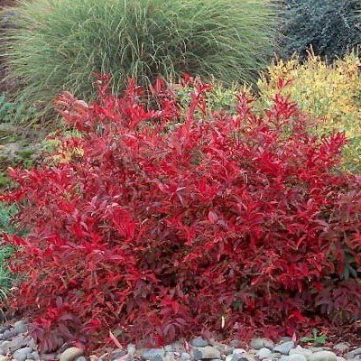 Itea virginica 'Merlot'