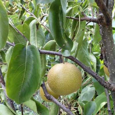 Pyrus pyrifolia 'Hosui'