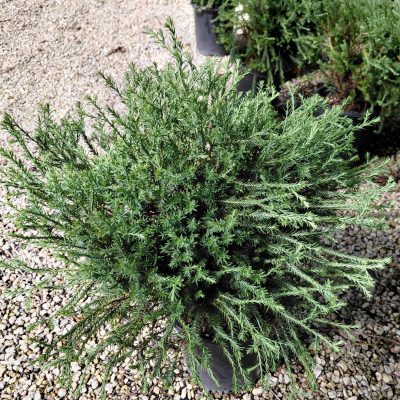 Thuja occidentalis 'Bobozam' (Mr. Bowling Ball®)