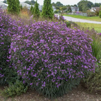 Vernonia 'Buzz Stop'