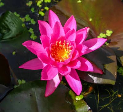 Nymphaea 'Bernice Ikins'