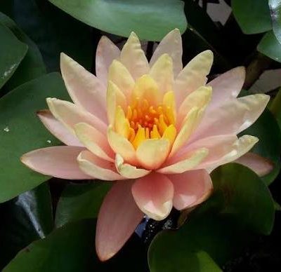 Nymphaea 'Cynthia Ann'