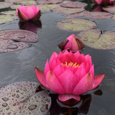 Nymphaea 'James Brydon'
