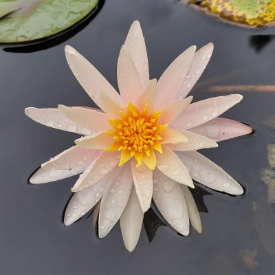 Nymphaea Starbright