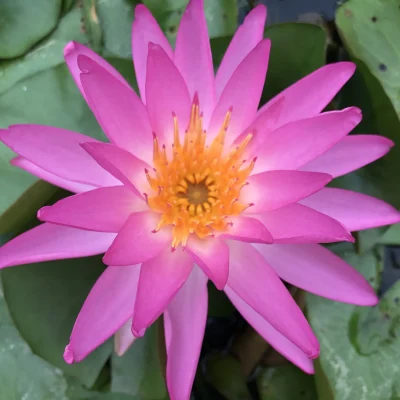 Nymphaea 'Tropic Star'