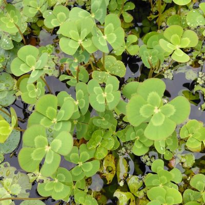 Marsilea mutica (Variegated Water Clover)