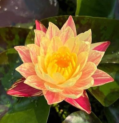 Nymphaea 'Siam Fantasy'